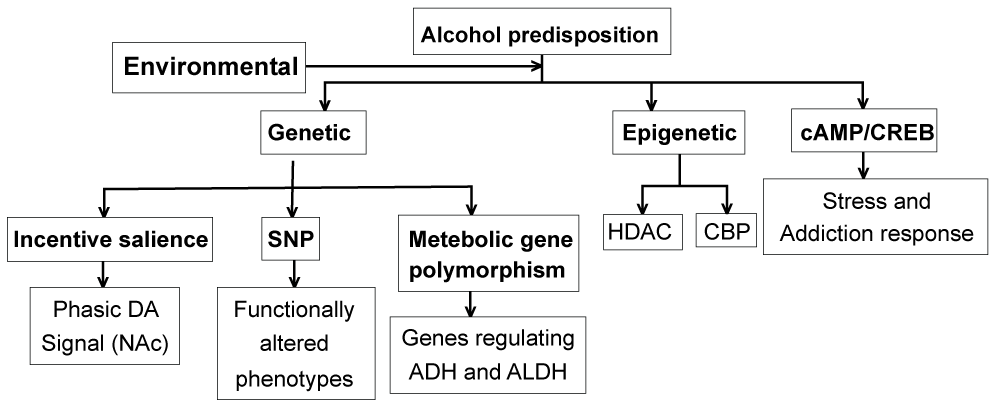 Associations of and gene polymorphisms with alcohol dependence and